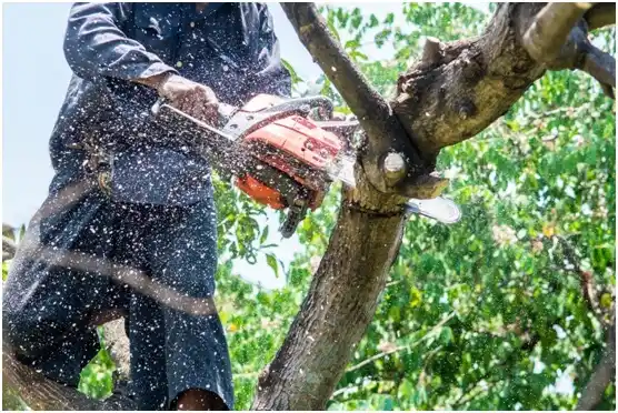 tree services Oak Valley